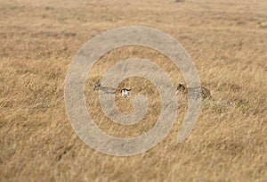 Heetah chase of  Thomson Gazelle in Masai Mara grassland