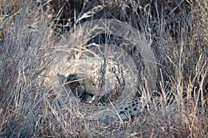 Ð¡heetah in conservation area in Namibia