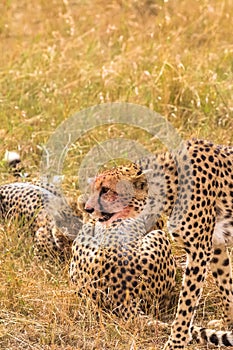 Ð¡heetah family near the prey. Masai Mara, Kenya