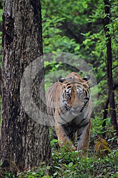 Hefty, beautiful tiger in the jungles of India photo