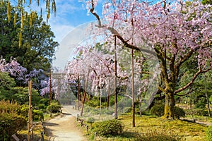 Heian Jingu Garden during full bloom cherry blossom in Heian Shrine, Kyoto, Japan