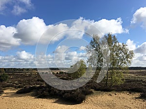 Heide at the hoge veluwe