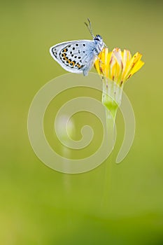 Heideblauwtje, Silver-studded Blue, Plebejus aragus