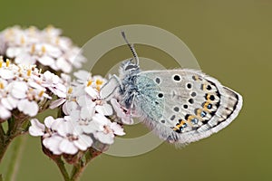 Heideblauwtje, Silver-studded Blue, Plebejus argus