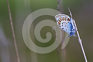 Heideblauwtje, Silver-studded Blue, Plebejus argus