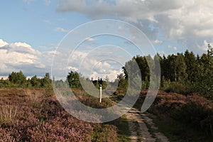 Heidekraut blÃ¼ht in der Drover-Heide