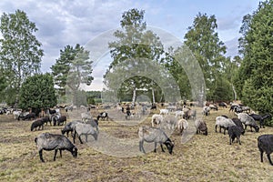 Heidschnucken sheep in the Luneburg heather, Germany