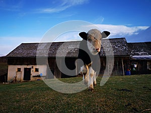 Heifer, 9 months old, looking at the camera.