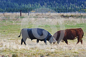 Novillas a toros existencias cabeza 