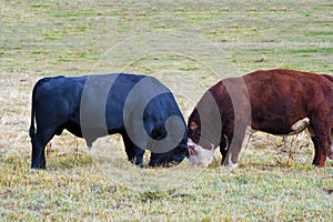 Novillas a toros existencias cabeza 