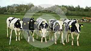 Novillas lácteos vacas agricultura gratis abrir rango césped prado césped verde pastos pastar eléctrico cinta frisio ganado 