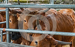 heifers of barrosa breed typical of northern portugal, agricultural concept photo