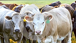 Heifers looking at the camera