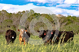 Heifers in rye grass