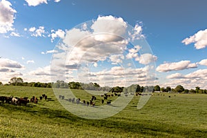 Heifers in ryegrass landscape