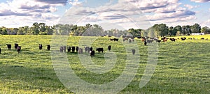 Heifers in ryegrass panorama photo