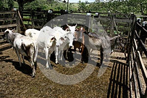 heifers in slaughterhouse corral