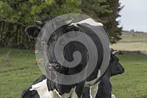 Heiffer black and white cow starting to grow horns