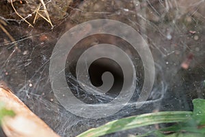 The height of a funnel net spider photo