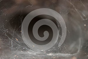 The height of a funnel net spider photo