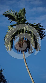 Nutmeg under the blue sky