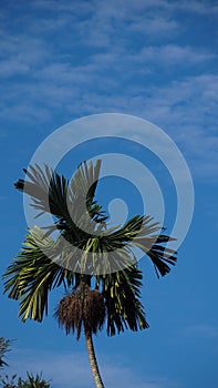 Nutmeg under the blue sky