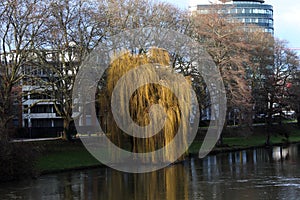 Heilbronn Frankenbach sad willow on river NECKAR , Baden Wurtemberg, Germany, Deutchland photo