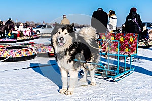 Heilongjiang Harbin China -  DEC, 29 2018 : Sled dog with people in the Songhua frozen river in winter