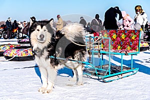 Heilongjiang Harbin China -  DEC, 29 2018 : Sled dog with people in the Songhua frozen river in winter