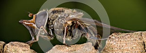 Heineken Fly, Common Snout-hoverfly, Rhingia campestris