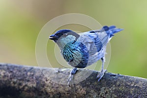 Heines Tangare, Black-capped Tanager, Tangara heinei photo