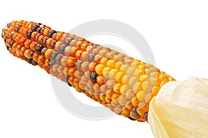 Heirloom  maize corn cob with glass or hi-gloss seeds Zea mays ear, peeled, isolated