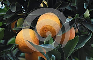 Heirloom Navel Oranges Growing on a Tree