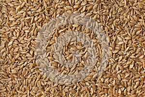 Heirloom organic Einkorn wheat seeds