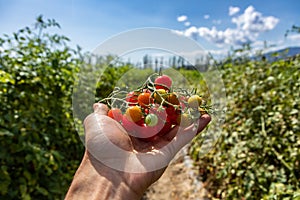 Heirloom organic small cherry tomatoes