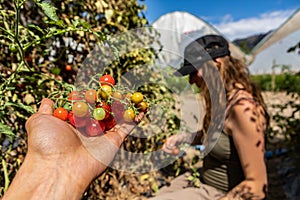 Heirloom organic small cherry tomatoes