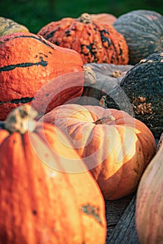 Heirloom Pumpkin Details