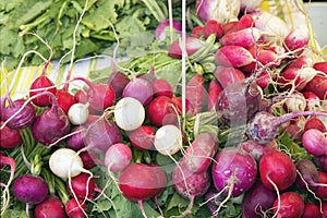 Heirloom Radish Bunches at Farmers Market