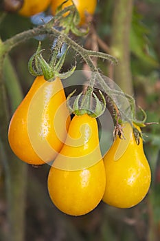 Heirloom Tomato growing on the vine