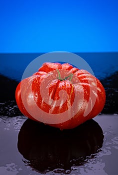 Heirloom Tomatoe on Black Wet Glass with Reflection Blue Background