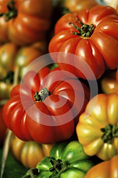 Heirloom tomatoes