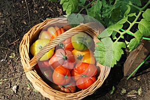 Heirloom tomatoes in basket