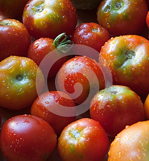 Heirloom Tomatoes Freshly Washed