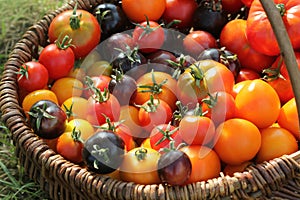 Heirloom variety tomatoes in baskets on rustic table. Colorful tomato - red,yellow , black, orange. Harvest vegetable