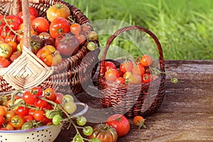 Heirloom variety tomatoes in baskets on rustic table. Colorful tomato - red,yellow , orange. Harvest vegetable cooking