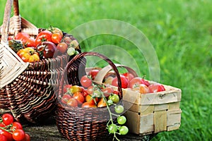 Heirloom variety tomatoes in baskets on rustic table. Colorful tomato - red,yellow , orange. Harvest vegetable cooking