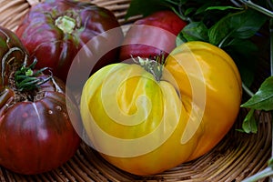 Heirlooms Tomatoes