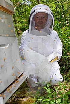 heis beekeeping in yard