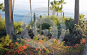 Heisler Park landscaped gardens, Laguna Beach, California.