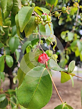 Heisteria Perianthomega